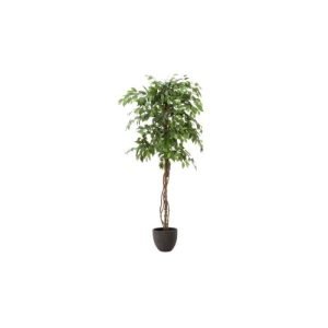Plante